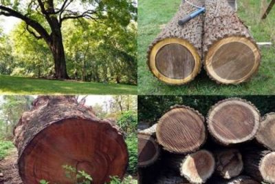 Gỗ Óc Chó ( Walnut ) Là Gì? Có Mấy Loại Phổ Biến Hiện Nay